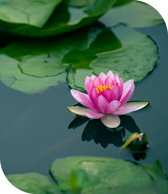 A pink water lily blooming on a pond with green lily pads.