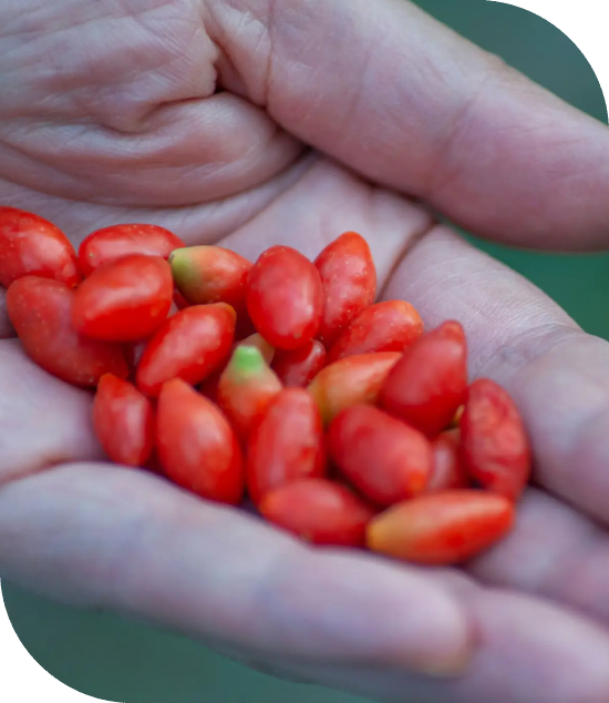 Hands holding small red goji berries.
